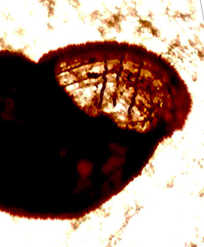 Chrysallida da identificare